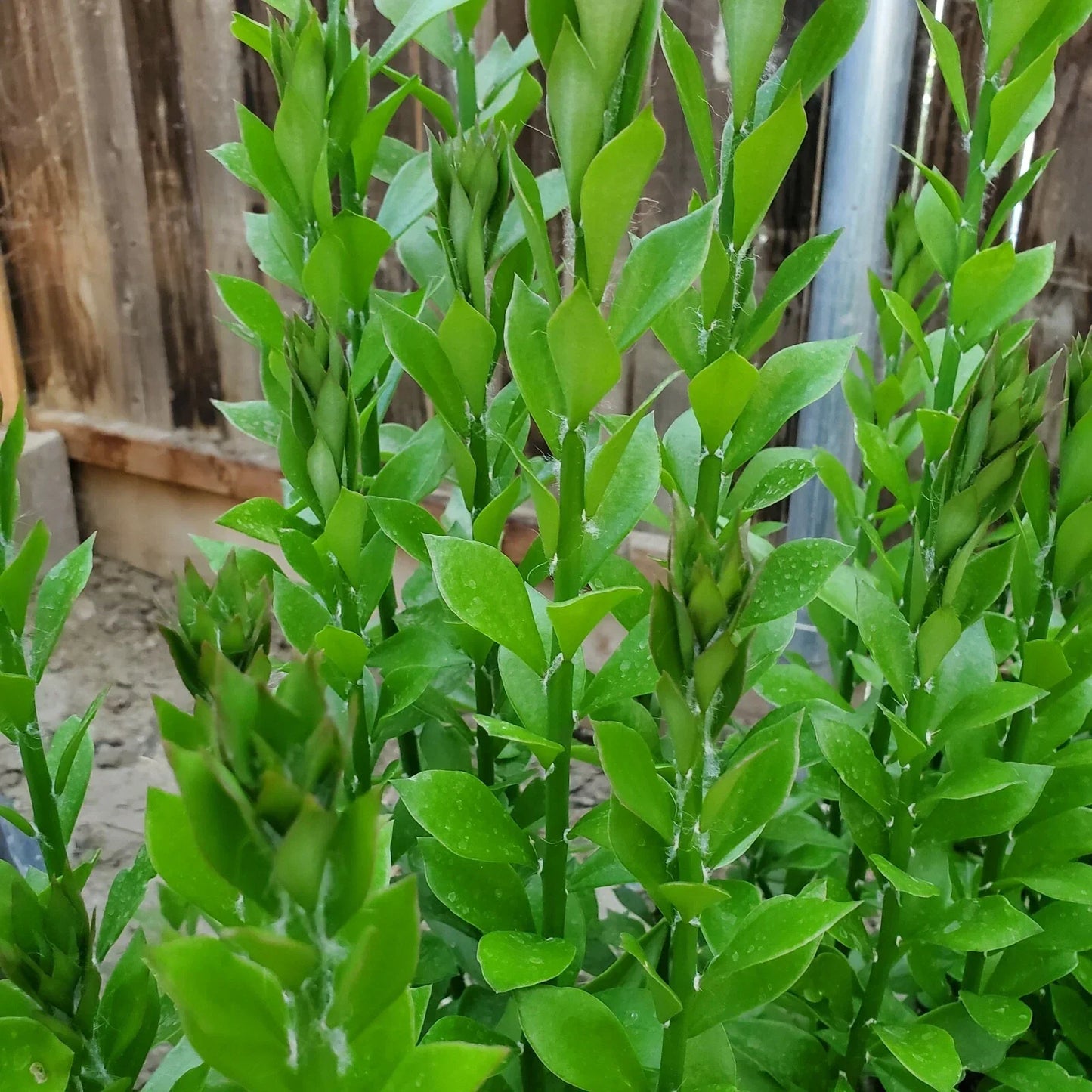 Pereskiopsis Spathulata Grafting Stock Cuttings – 4-5 Inch Climbing Succulent Propagation Material – Qty 20