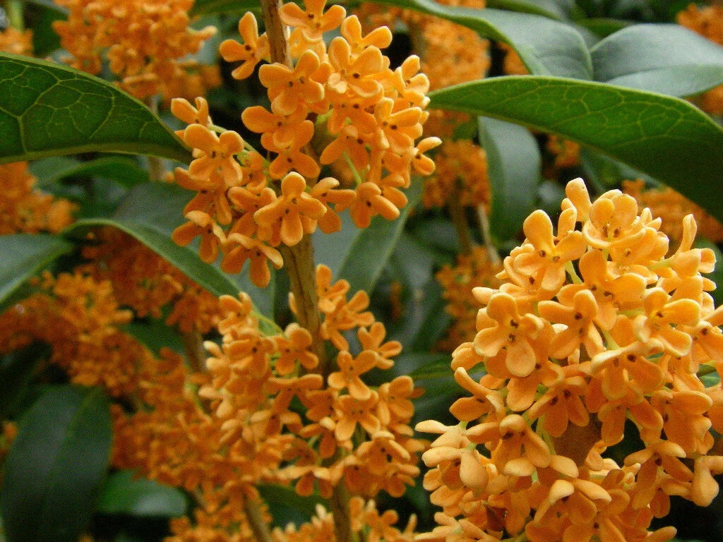 Fragrant Tea Olive Starter Plant - Apricot Echo Osmanthus fragrans - Aromatic Garden & Landscaping Plant in 4-Inch Pot