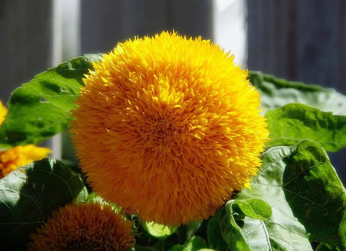 Teddy Bear Sunflower Seeds | 20 Pack | Helianthus annuus | Compact Garden Flower
