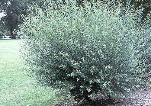 Willow Bush Cuttings 2 Pack - Salix purpurea for Basket Weaving