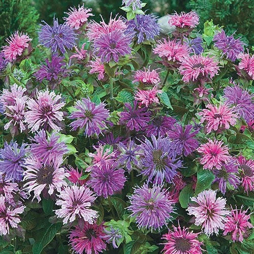 Bee Balm Seeds - 100 Blue Shades Monarda didyma Pollinator Attracting Perennial Flower Seeds
