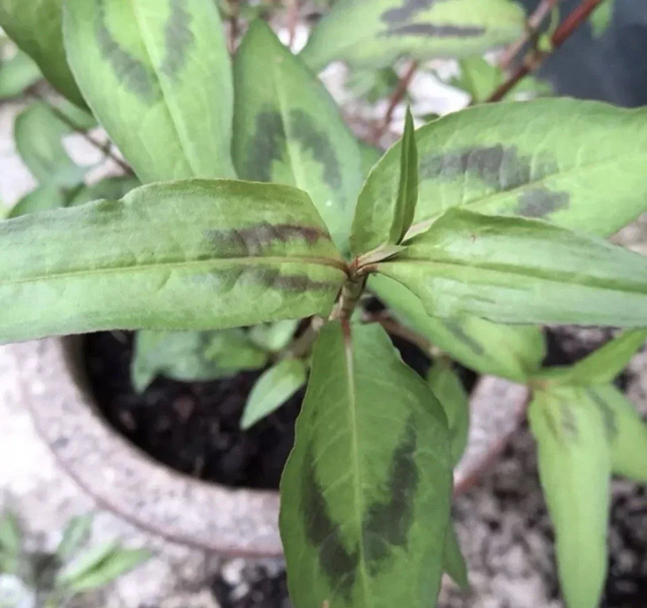 Live Vietnamese Coriander Plants - 8 Rooted Herbs for Cooking, Persicaria odorata, 4"-5" Tall, Indoor & Outdoor Gardening