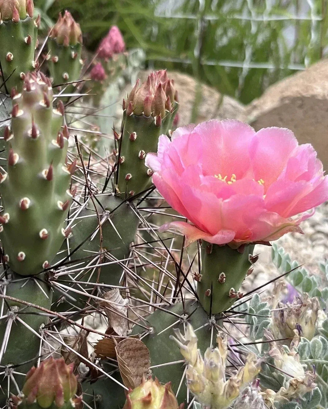 Prickly Pear Cactus Cutting - Coral Rose - Cold Hardy Opuntia debreczyi - Succulent for Gardens & Landscapes