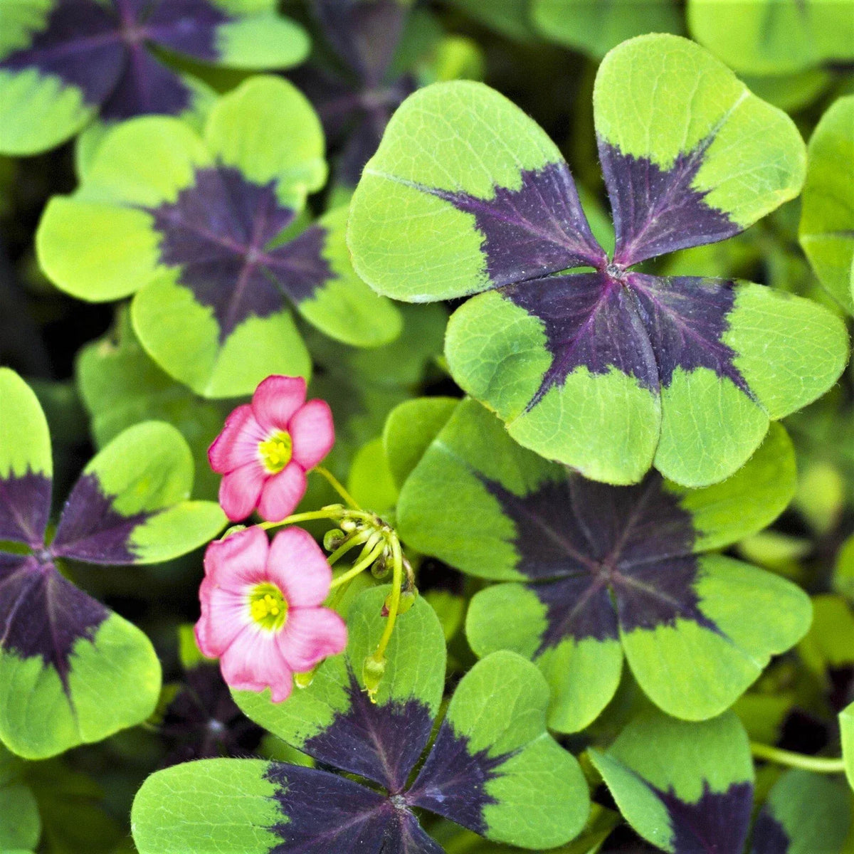 Shamrock Iron Cross Bulbs – Four Leaf Clover – Hardy Oxalis triangularis – Indoor & Outdoor Houseplant for Zones 7-10