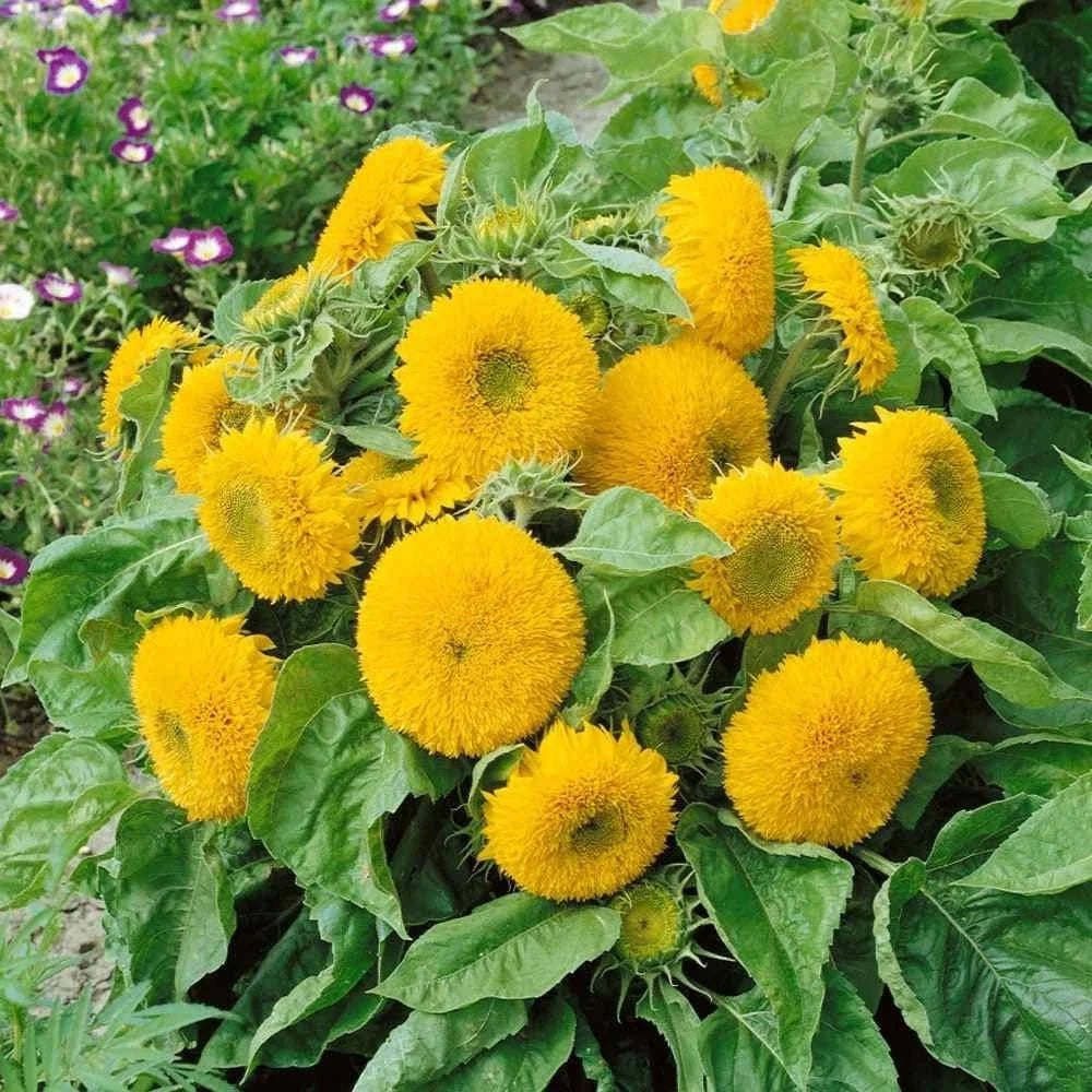 Double Dwarf Sunflower Seeds - Dwarf Teddy Bear, Helianthus annuus, Compact, Bright Yellow, 50+ Seeds