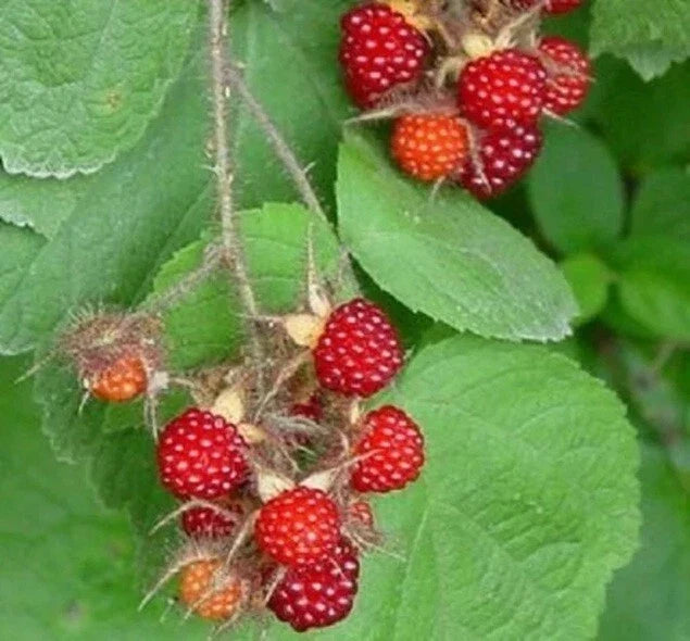 Wild Japanese Wineberry Bush Live Plant – 2 Years Old, Fruiting Rubus phoenicolasius, Berry Producing, Hardy Shrub