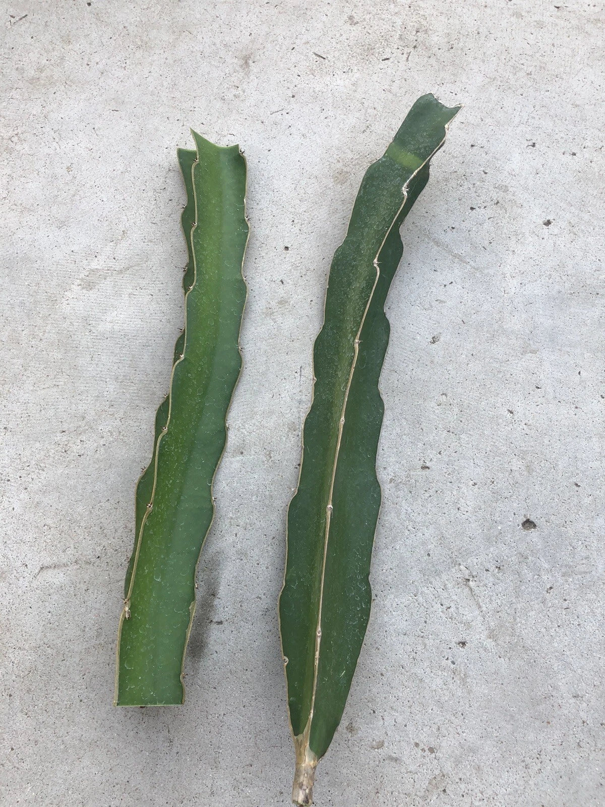 White Flesh Dragon Fruit Cuttings - 10-12" Hylocereus undatus Succulent Cactus, No Roots, Tropical Fruit Plant