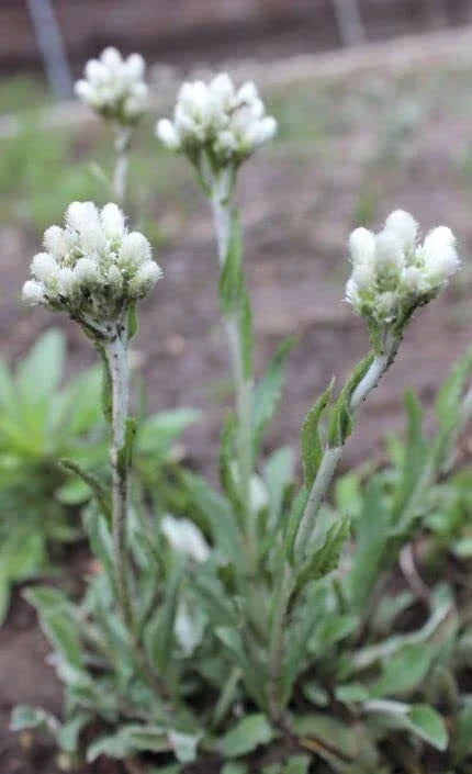 Pussytoes Wildflower Seeds - 50 Antennaria plantaginifolia Perennial Ground Cover