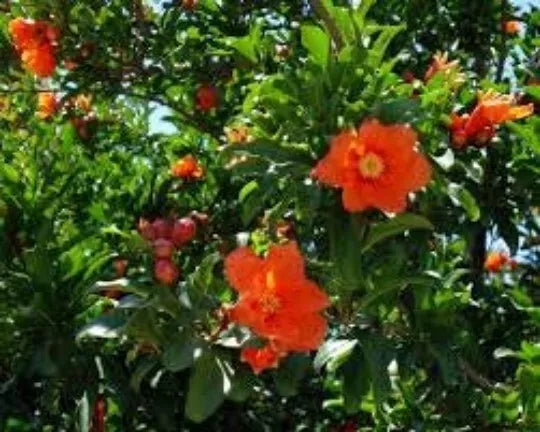 Pomegranate Seeds 30 Pack Punica Granatum Fruit Tree Bonsai Plant Seeds for Gardening
