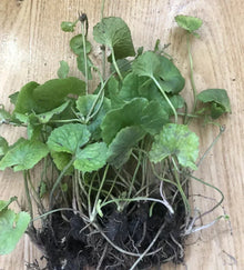 Pennywort Gotu Kola Live Plant - 10 Pieces Bare Root - Hydrocotyle asiatica - Ready to Plant