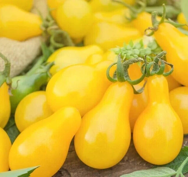 Yellow Pear Tomato Seeds - Organic Indeterminate Vegetable - Pear-Shaped, Yellow Lycopersicon esculentum