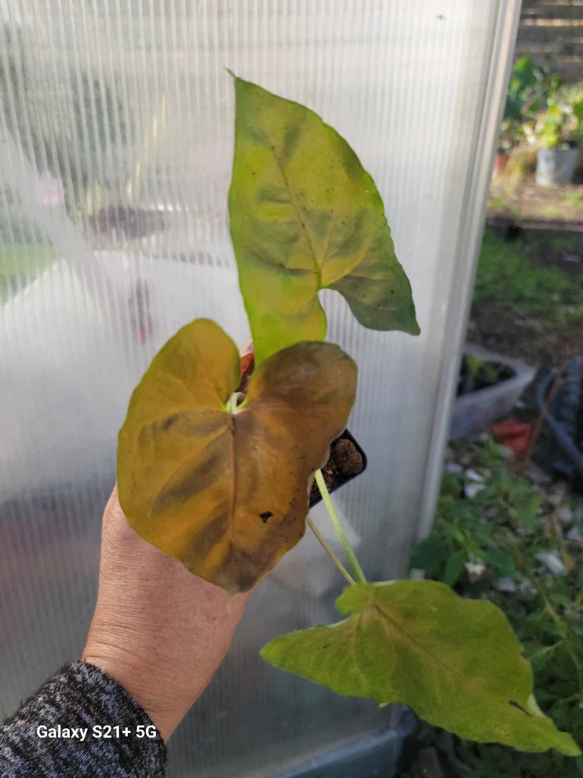 Syngonium Neon Robusta Purple Plant - Indoor Vining Houseplant - Tropical Greenery - Syngonium podophyllum - Starter Plant