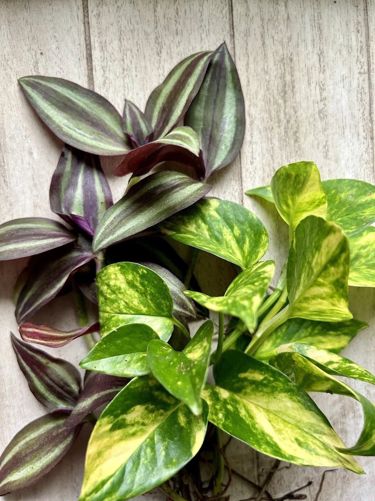 Live House Plant Cuttings - 20 Rooted Pothos & Wandering Jew - Epipremnum aureum & Tradescantia zebrina for Indoor Decor