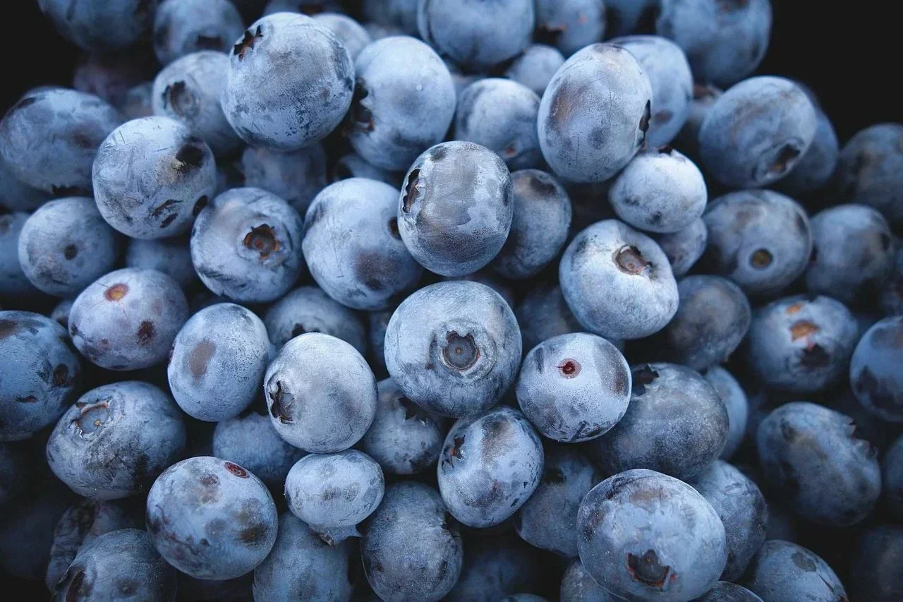 Highbush Blueberry Seeds - 200 Count - Vaccinium corymbosum Organic Blueberry Plant Seeds for Home Gardening