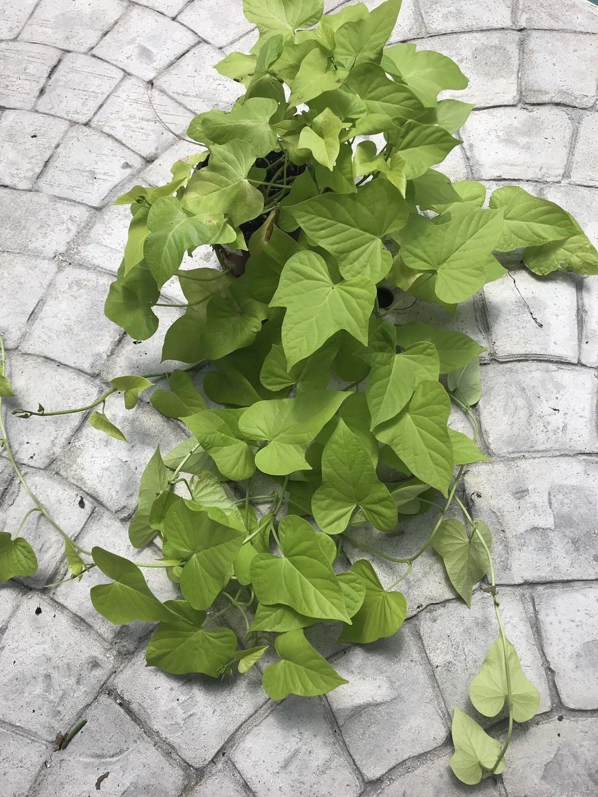 Sweet Potato Vine Plants - 6 Root Cuttings - Ipomoea batatas - Green Foliage, Trailing Vine, Easy to Grow