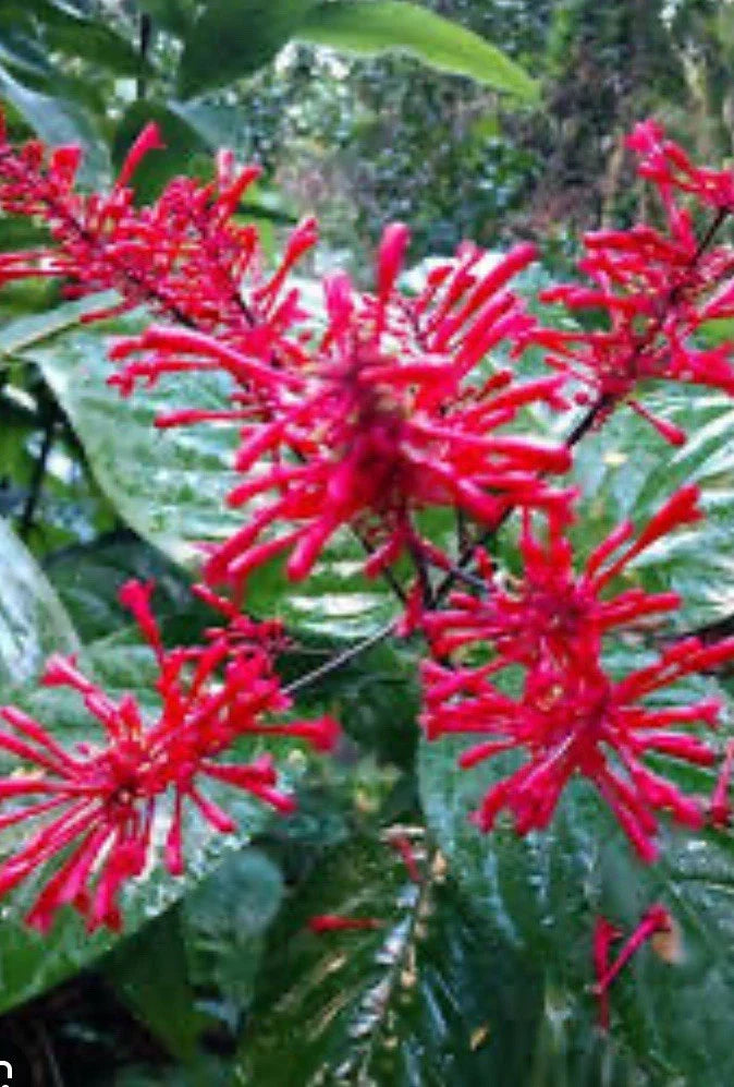 Red Firespike Cuttings 6 Organic Plant Gift for Butterfly and Hummingbird Garden Odontonema strictum