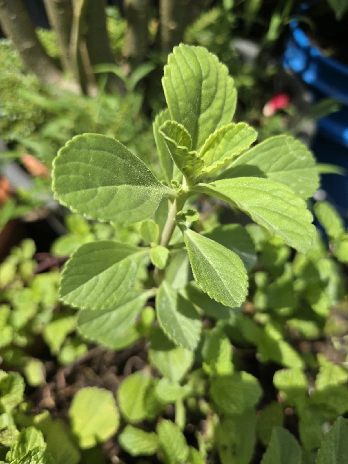 Meprobamato Boldo Plectranthus Neochilus Fresh Cuttings for Propagation - Medicinal Herb, Aromatic Plant, Shrub, 4 Cuttings