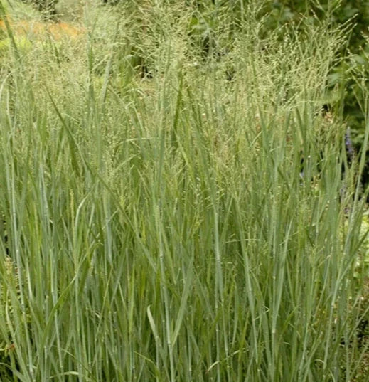 Switch Grass Seeds Pack 500+ Panicum Virgatum Ornamental Perennial Grass for Landscaping