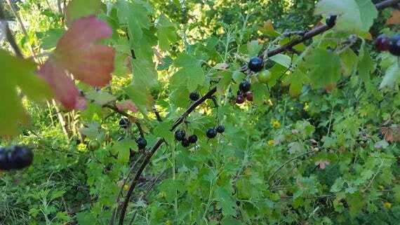 Jostaberry Orus 8 Live Plant 12+" Ribes nidigrolaria Gooseberry Black Currant Bush Zones 3-8