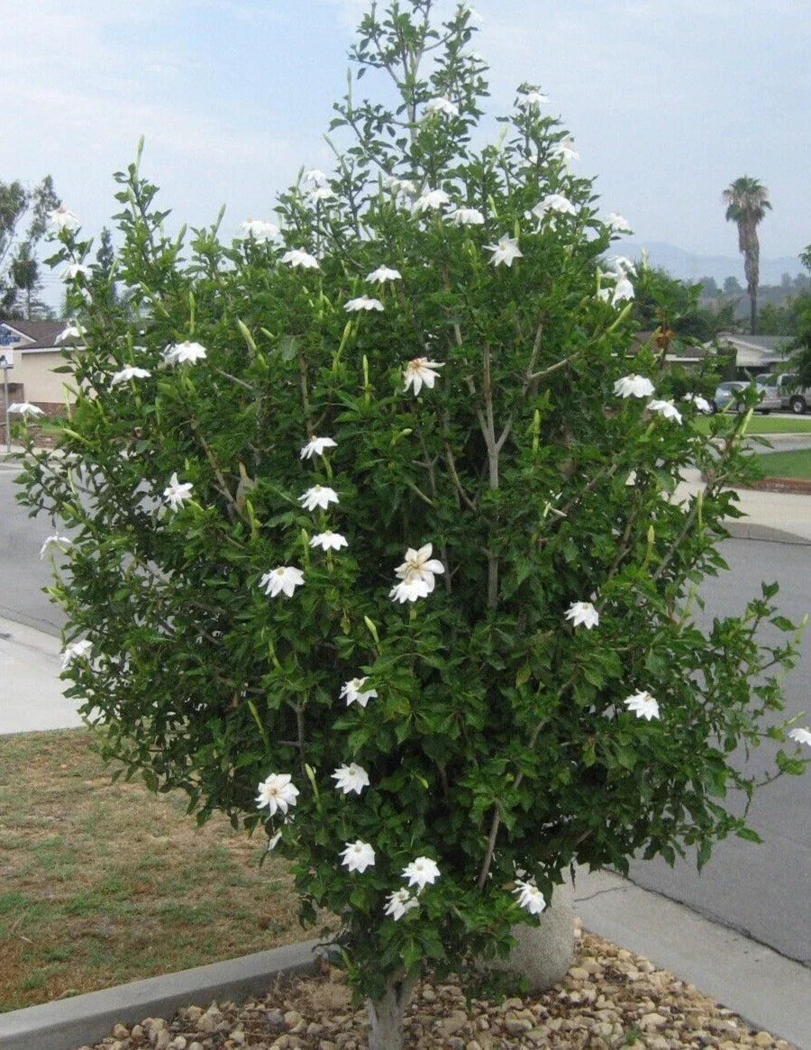 Gardenia Thunbergia Seeds - Rare Fragrant White Flowering Plant - South African Native - 3 Seed Pods