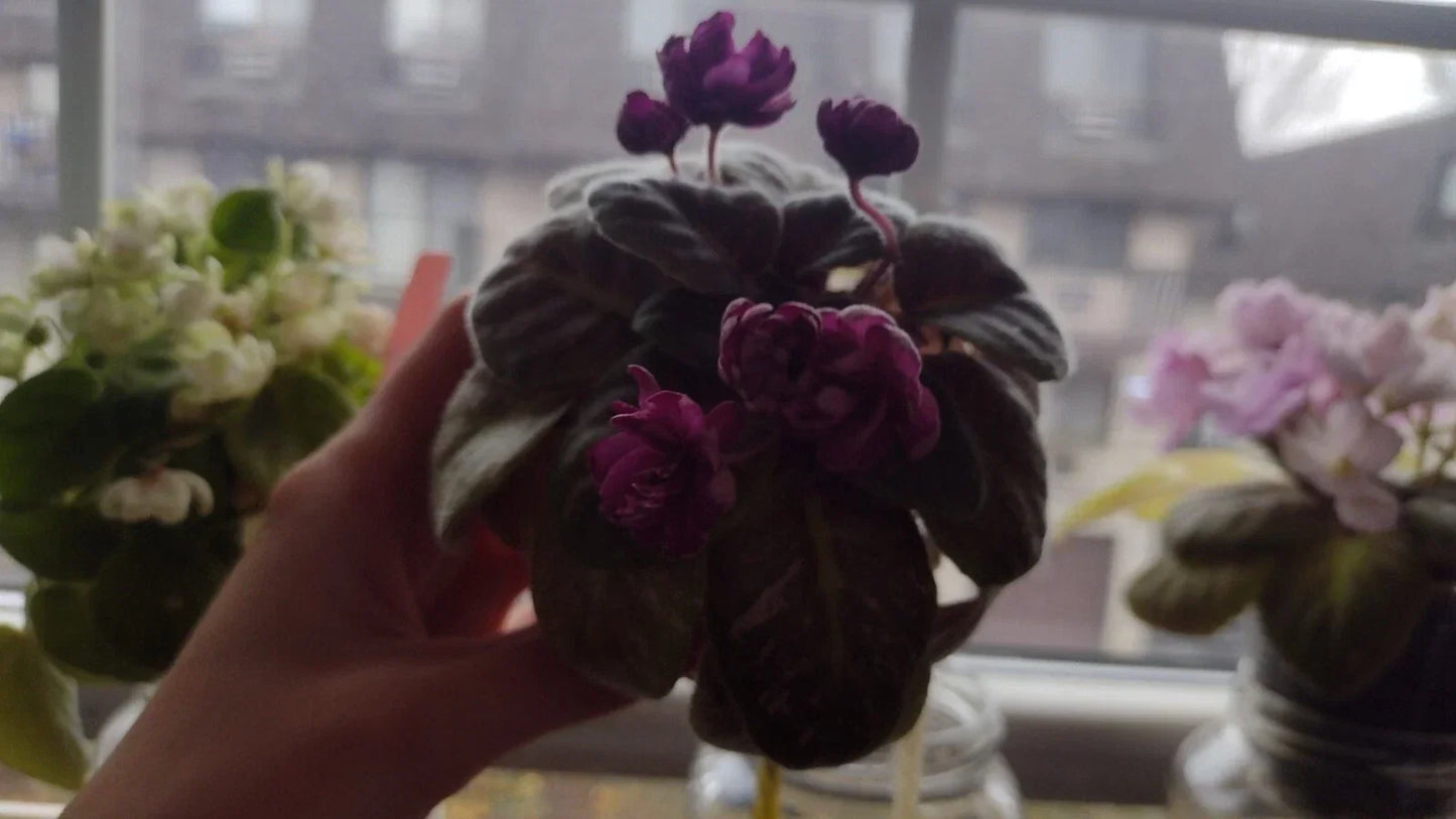African Violet Unrooted Leaves – Witch Doctor Variety, Fresh Cut Propagation Leaves, Saintpaulia ionantha