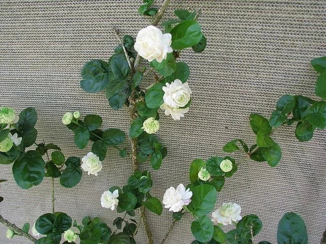 Grand Duke of Tuscany Jasmine Starter Plant - Jasminum Sambac - Fragrant Indoor or Garden Container Plant