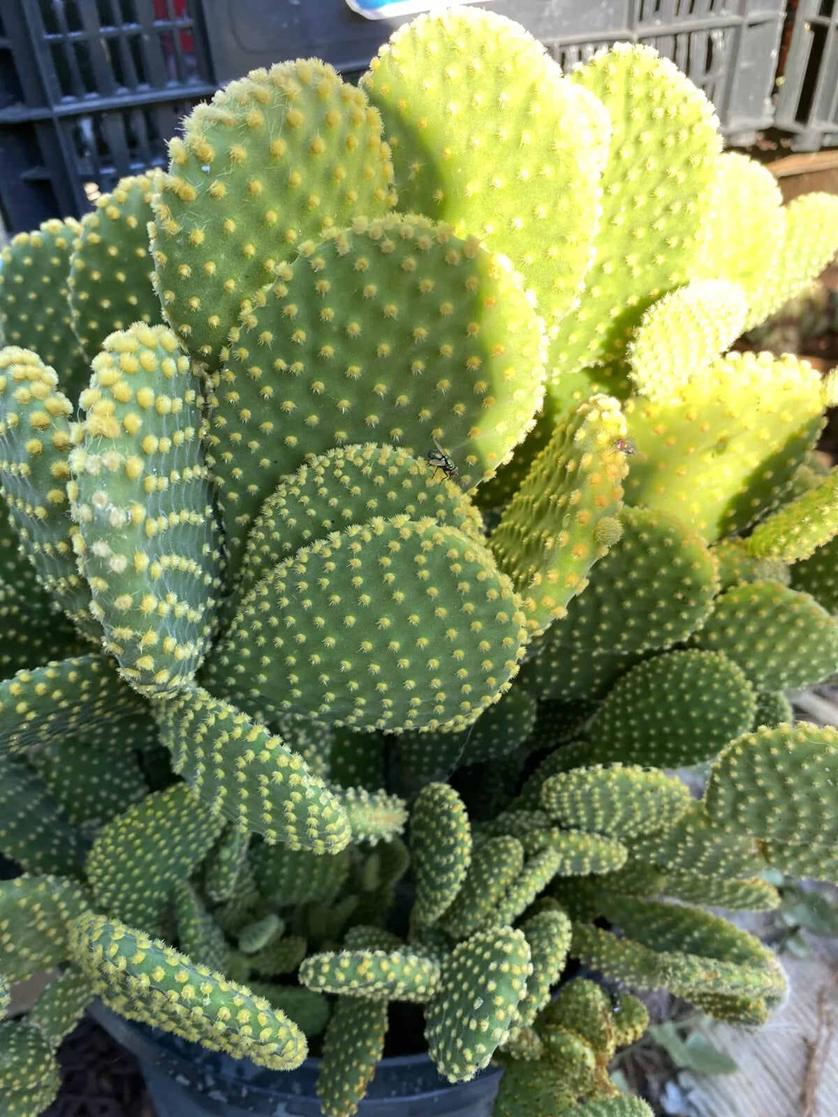 Opuntia Microdasys Cactus Cuttings - Bunny Ears Succulent - No Roots or Soil - Indoor Outdoor Hardy Plant