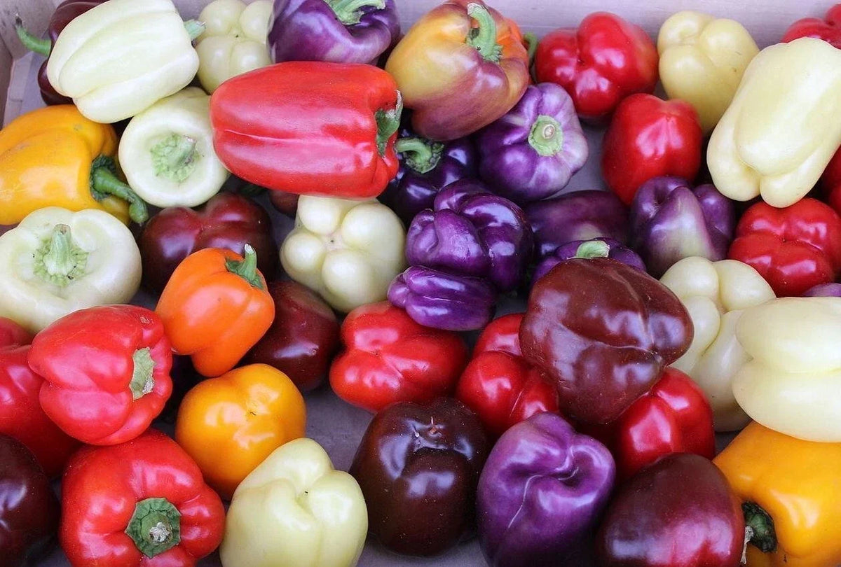 Rainbow Bell Pepper Seeds - 120+ Varieties in Multiple Colors - Capsicum annuum Seed Mix for Garden, Container, and Edible Use