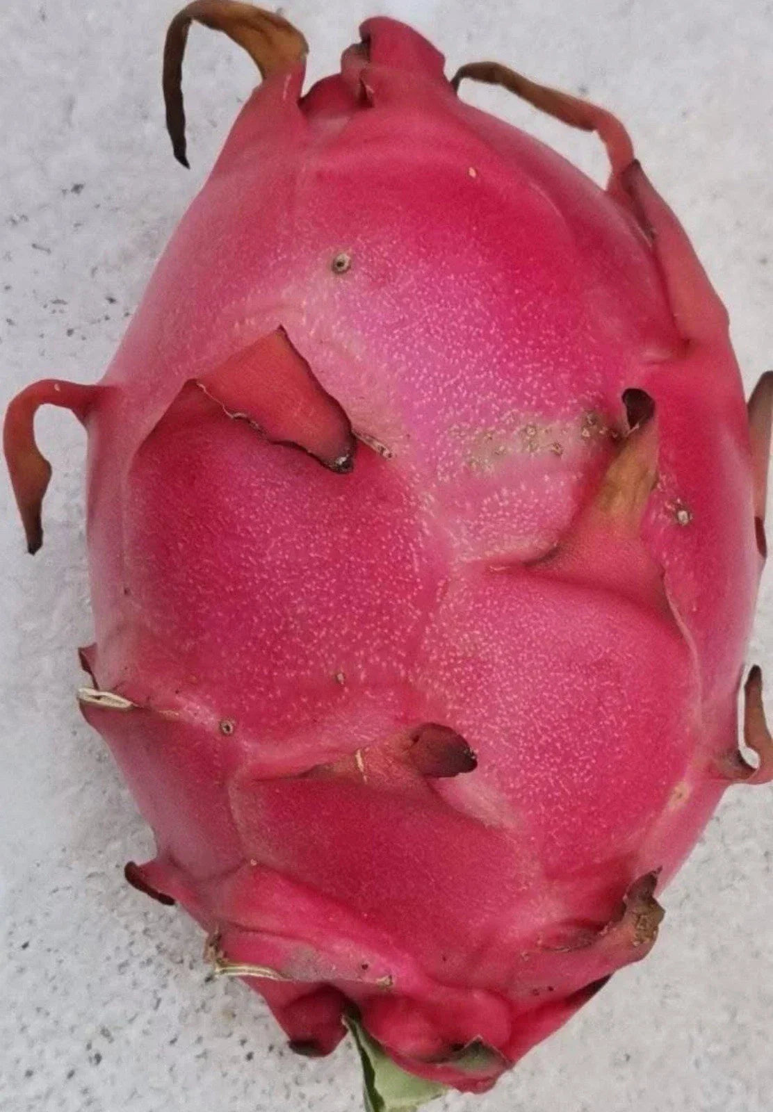 Red Dragon Fruit Cutting 8-12 Inches Self-Pollinating Hylocereus undatus for Home Garden