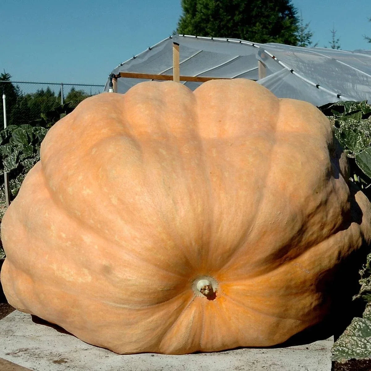 Dill's Atlantic Giant Pumpkin Seeds – 5 Heirloom Non-GMO Seeds for Giant Cucurbita maxima Gardening