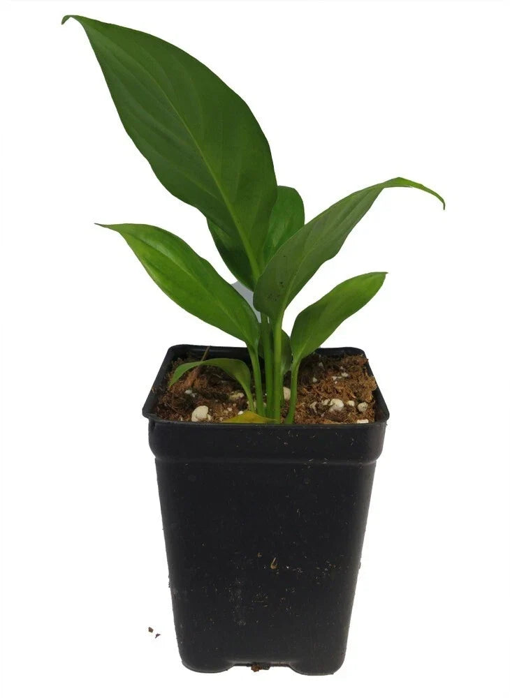 Peace Lily Plant in 2.5" Pot - Spathiphyllum Houseplant with White Flowers & Glossy Green Leaves
