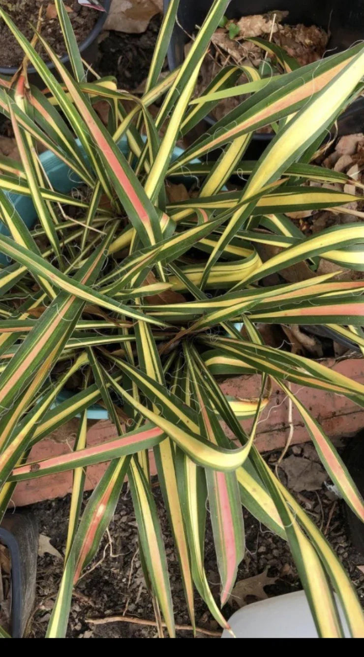 Variegated Yucca Plant - Small Bareroot Yucca filamentosa 'Color Guard' - Low Maintenance, Drought Tolerant, Full Sun to Partial Shade