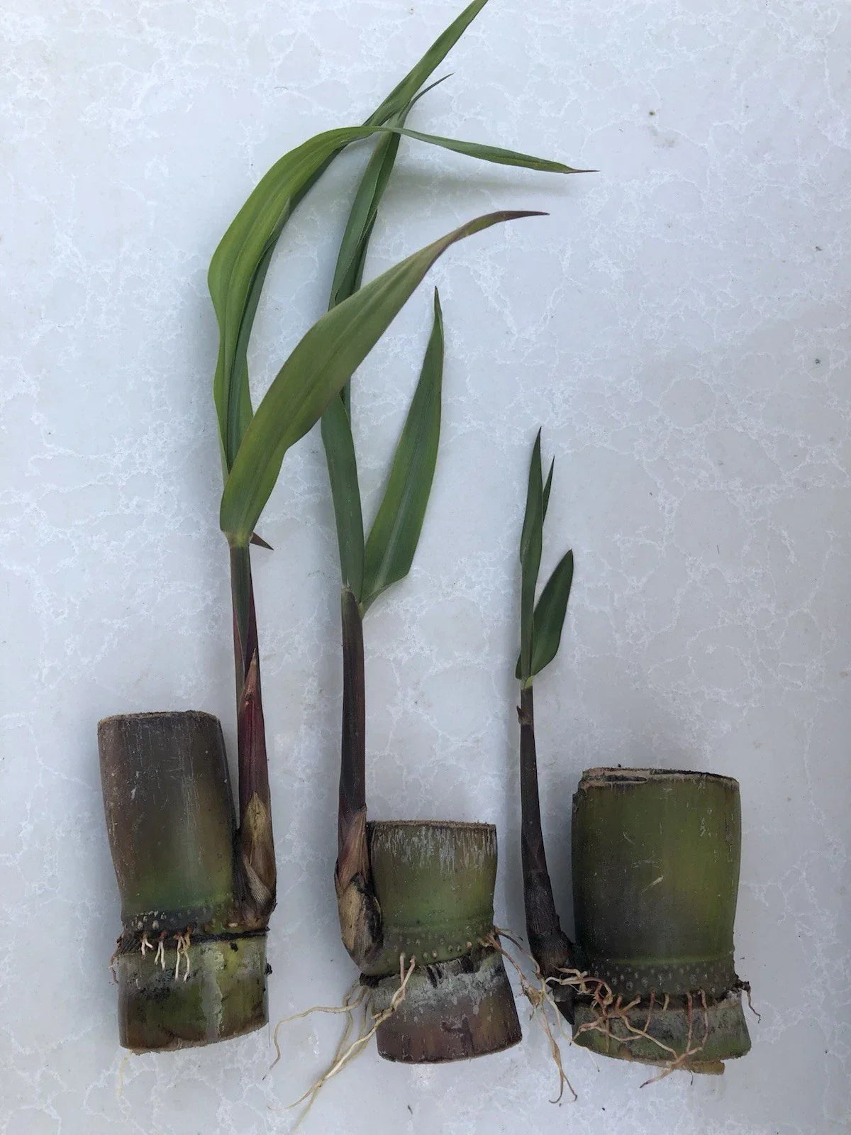 Sugarcane Cuttings - 3 pcs Live Plant Saccharum officinarum Sweet Variety for Gardening & Farming