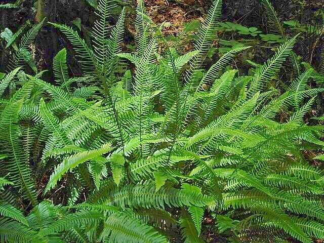 Deer Fern Seeds 1001 Spores | Hardy Blechnum spicant Ladder Fern