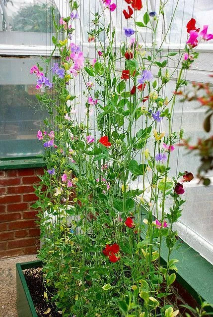Sweet Pea Seeds 25 Pack Winter Sunshine Variety Fragrant Climbing Vine Lathyrus odoratus