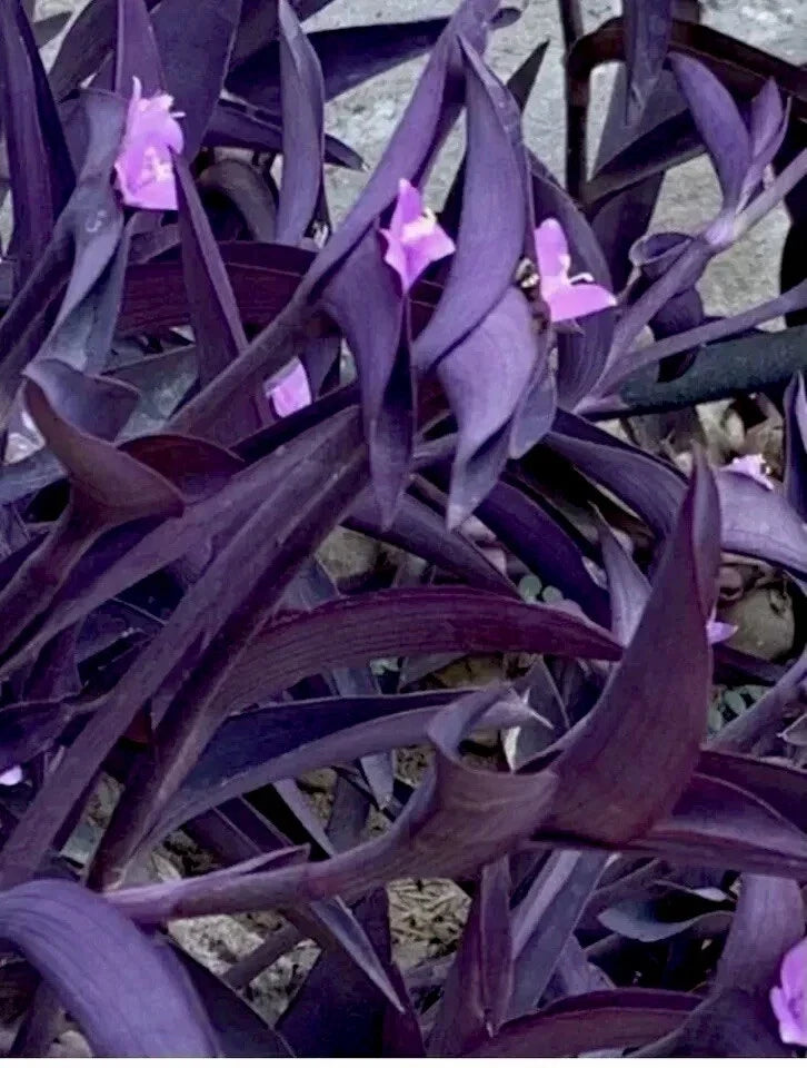 Purple Wandering Jew Live Plant in 4" Pot with 6+ Shoots, Tradescantia zebrina, Indoor Houseplant, Trailing Vine, Easy Care