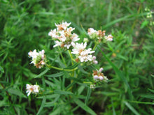 Mint Seeds - 300 Count - Mountain Wild Herb - Perfect for Shade/Sun - GroCo USA