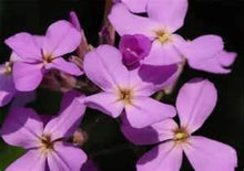 Evening Scented Stock Flower Seeds - 200 Fresh Seeds, Fragrant Blooms, Matthiola longipetala, Free USA Shipping
