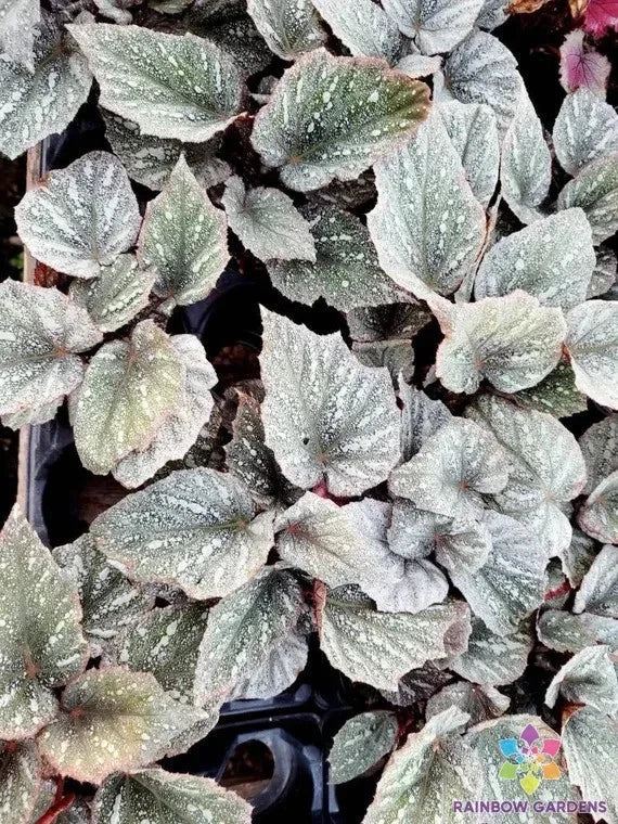 White Weeping Begonia Seeds - 25+ Seeds for Garden Planting - Begonia pendula