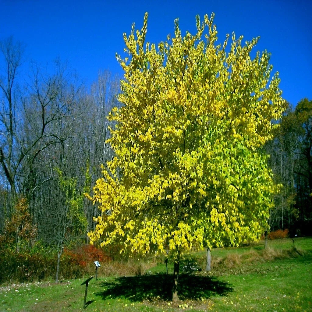 Osage Orange Tree Seeds Pack of 20 | Maclura Pomifera Hedge Apple Fast Growing Drought Tolerant