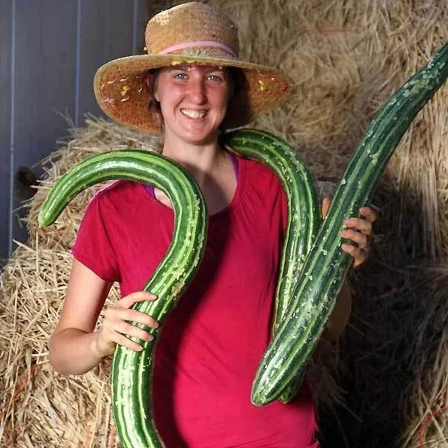 Painted Serpent Cucumber Seeds - Organic Heirloom Non-GMO Cucumis sativus, Unique Striped Vining Cucumber Seeds, 100+ Pack