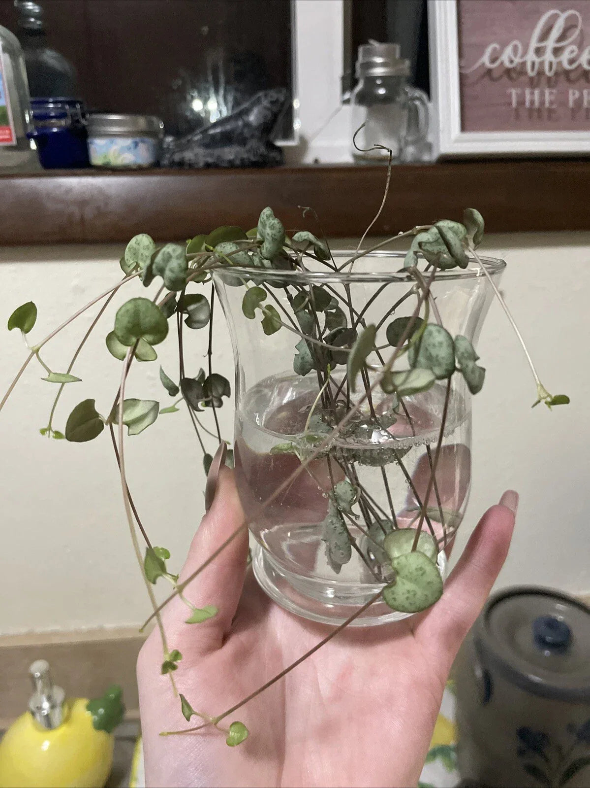String of Hearts Cuttings 6" Propagated Ceropegia woodii Indoor Plant for Hanging Baskets