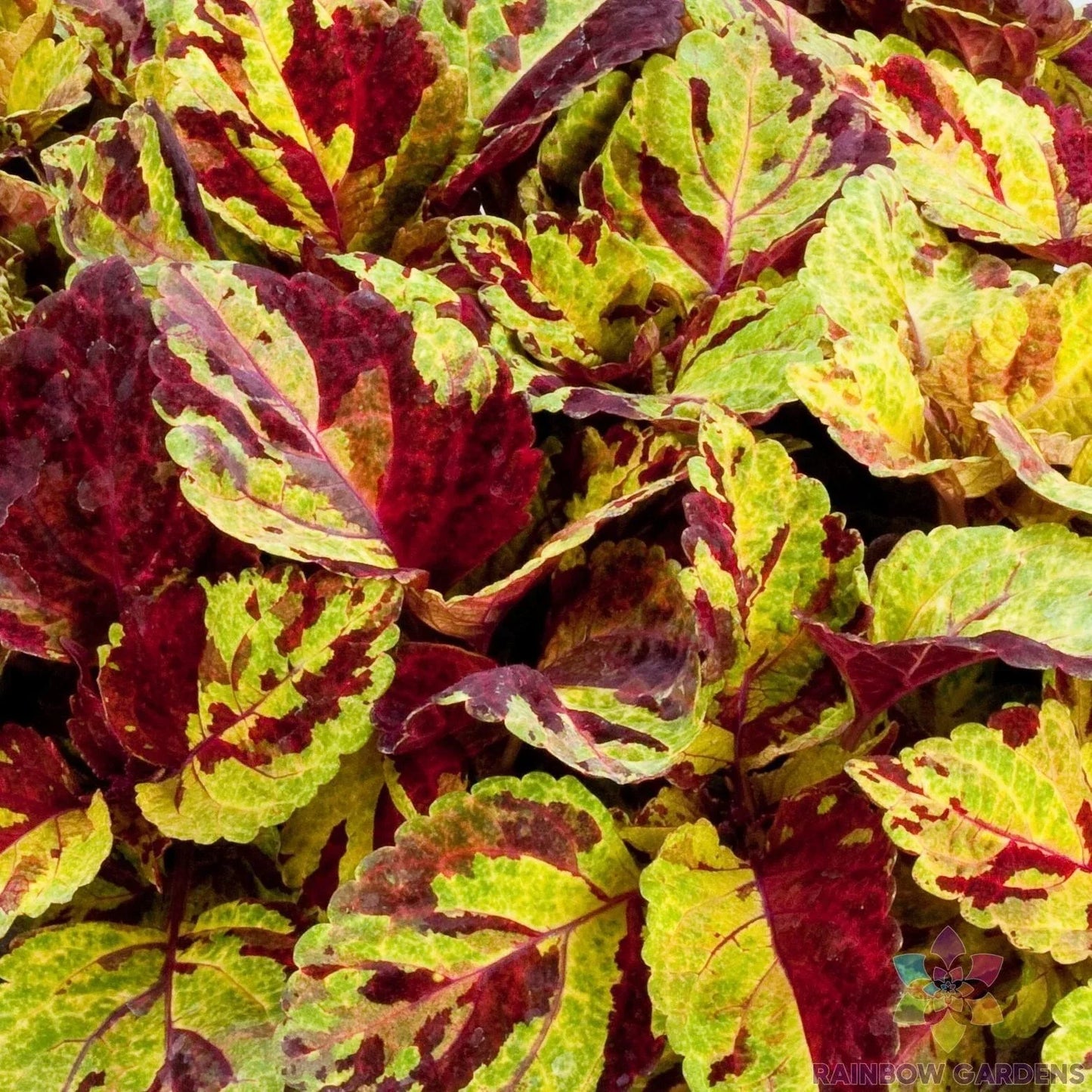Coleus Seeds - 25+ Fairway Mosaic Variety - Solenostemon scutellarioides for Garden Planting