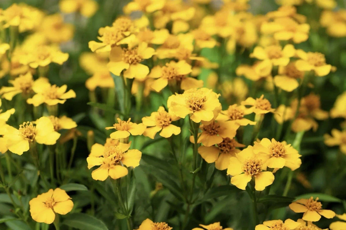 Tarragon Seeds 50+ Pack - Mexican Mint (Tagetes lucida) - Culinary Herb & Ornamental Flower