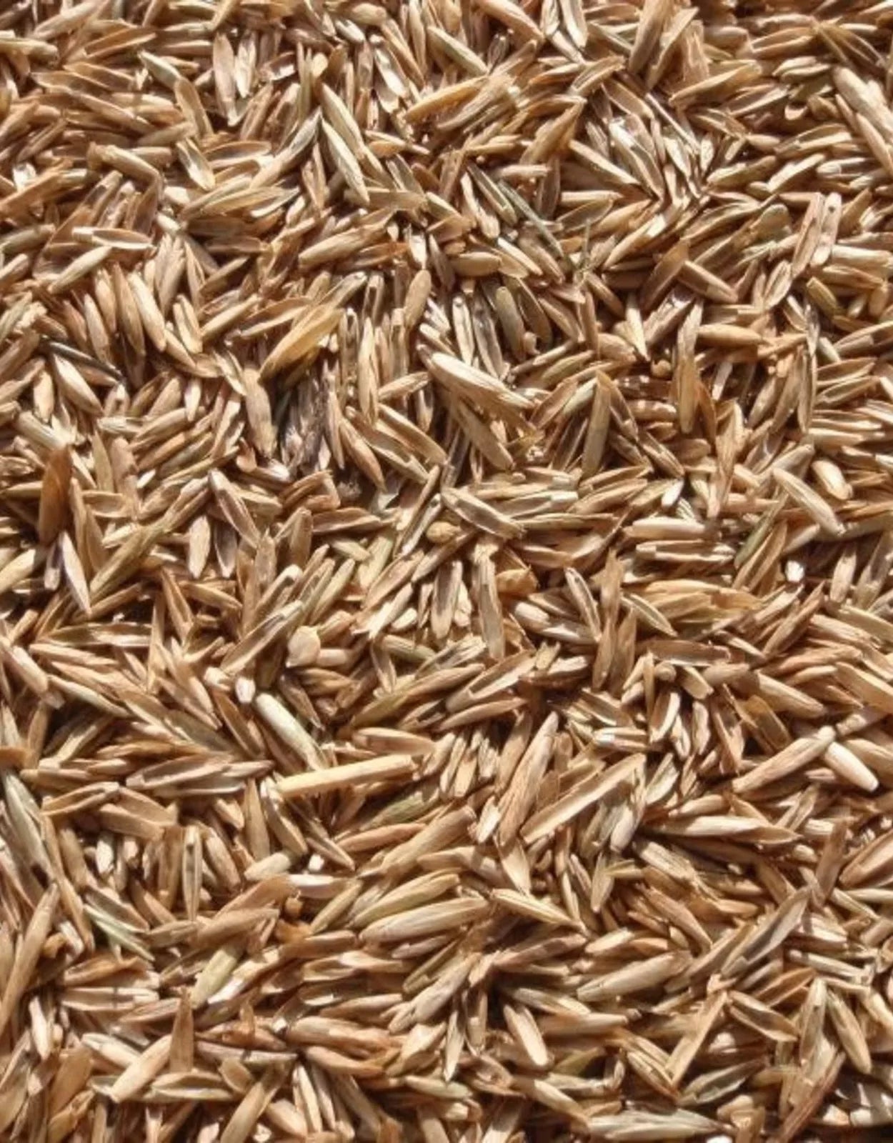 Annual Ryegrass Seeds - Fast-Growing Green Lawn Grass - Lolium multiflorum