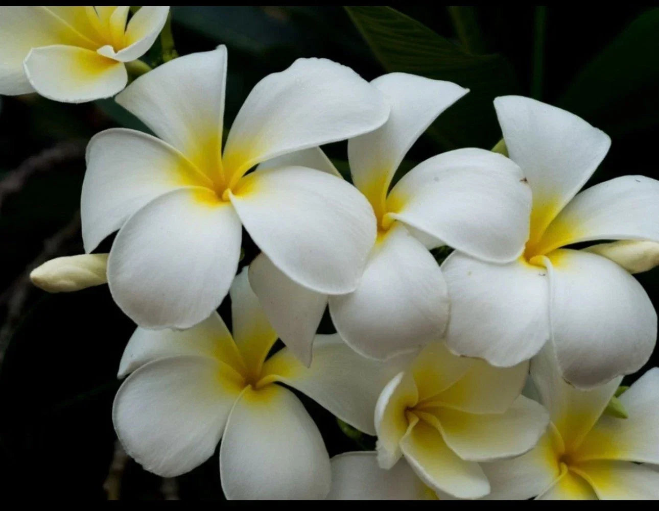 Plumeria Cutting - Triple Branched Yellow Flowering Live Plant for Gardens & Landscaping - Plumeria spp.