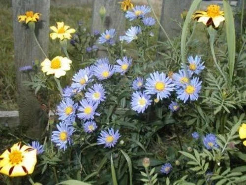 Aster Seeds - 215 Count New England Aster Mix - Symphyotrichum novae-angliae Wildflower Seeds for Pollinators & Gardens