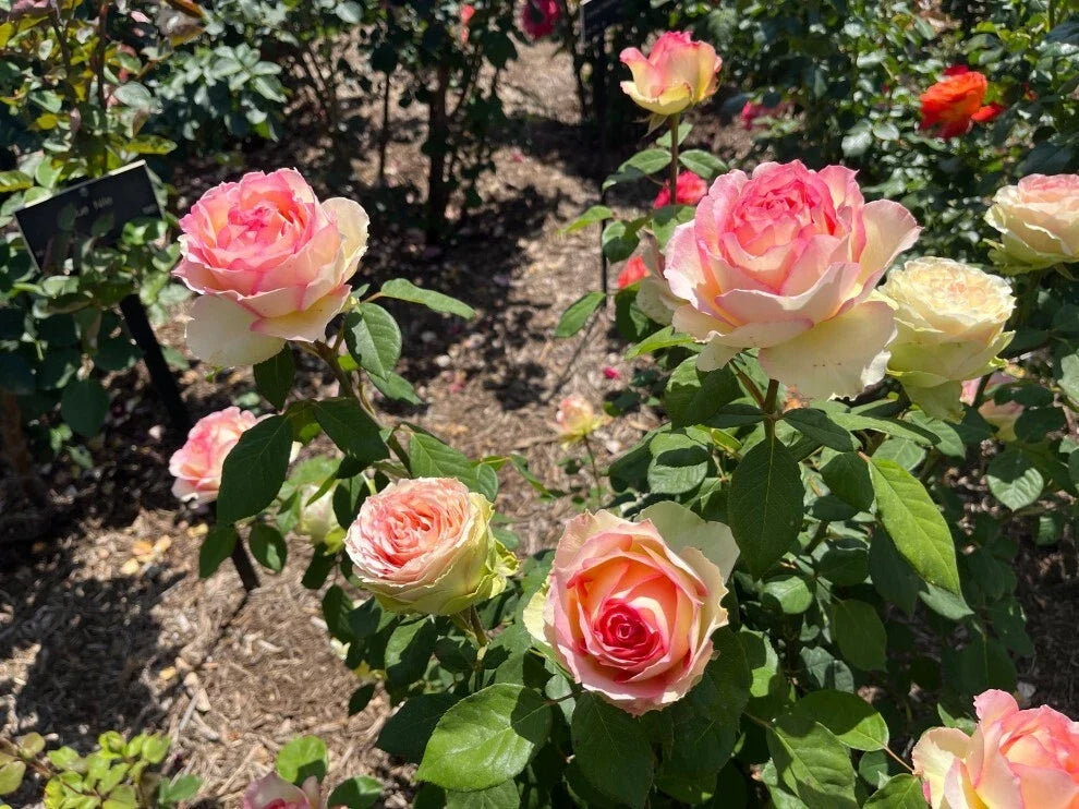 Hybrid Tea Rose Bare Root Plant – Euphoria Variety, 2-Year-Old, Fragrant Blooms, Perfect for Bouquets, Rosa 'Euphoria'
