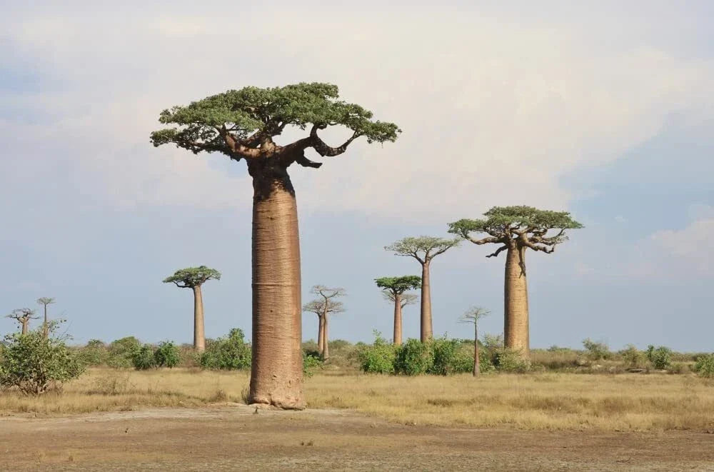 Baobab Tree Seeds - 5 Pack Adansonia Digitata - Ship from Iowa
