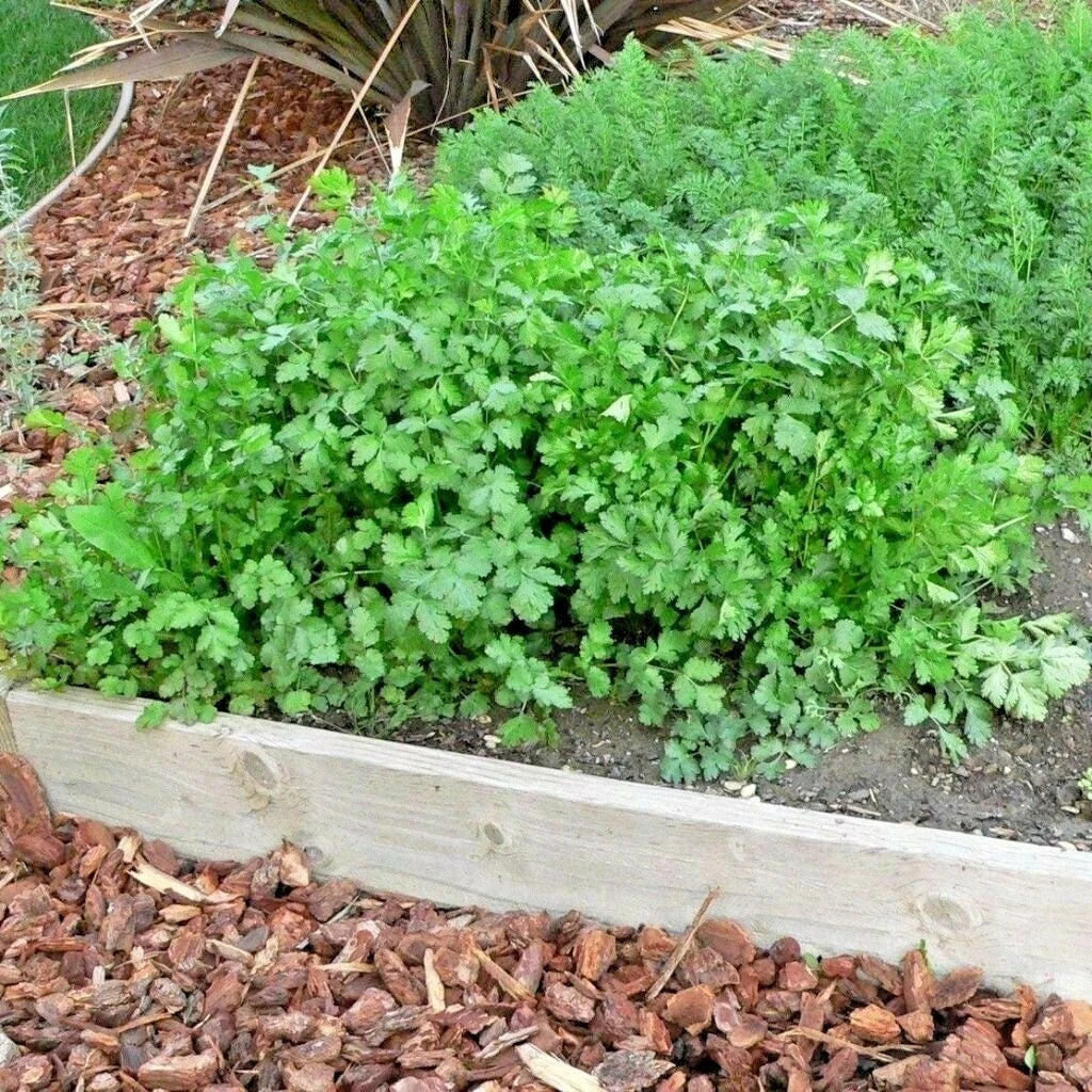 Cilantro Seeds 60+ Count Coriander Herb for Summer Garden & Container Gardening